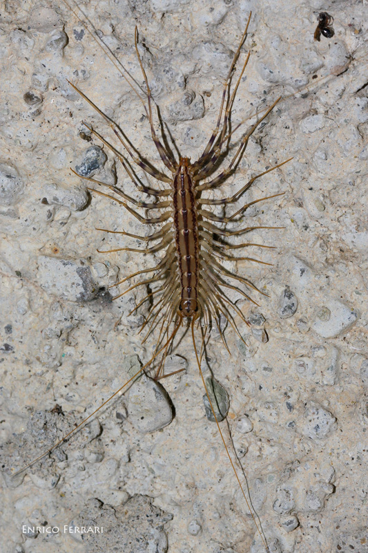 Scolopendra?No Scutigera coleoptrata